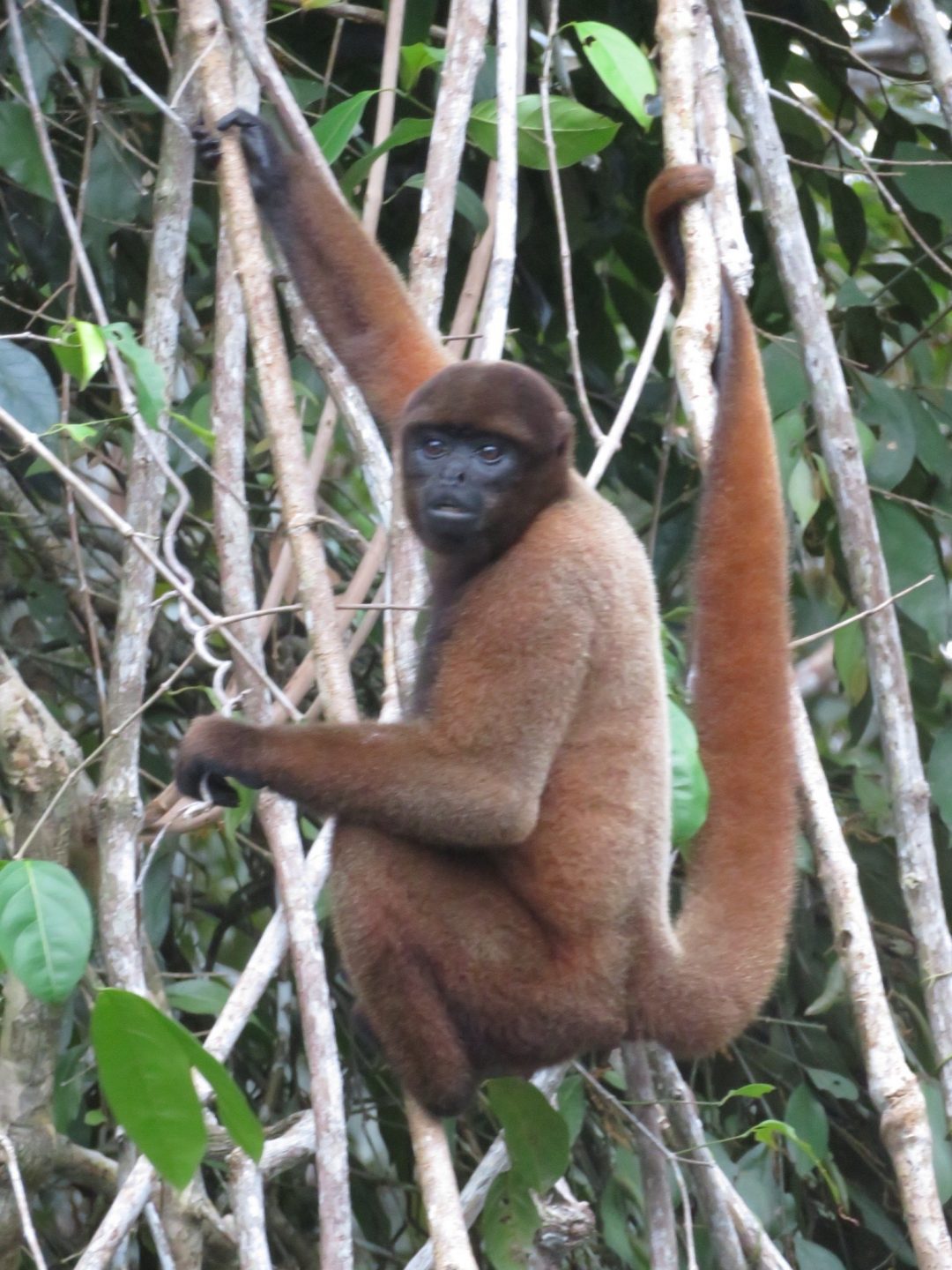 Azoz Monkey amazonmonkey | Good Nature Travel Blog