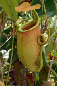 Pitcher plant