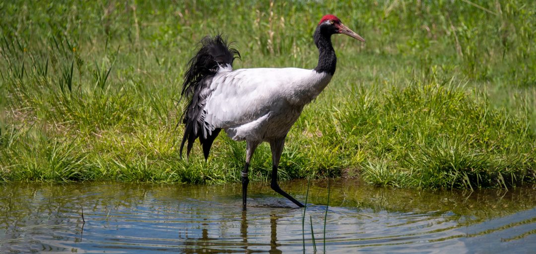 International-Crane-Foundation_Brian-Ruppert_flickr-fin_Web | Good ...