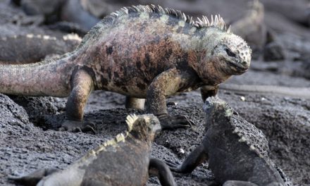 The Incredible, Shrinking Wild World and Why Size Matters