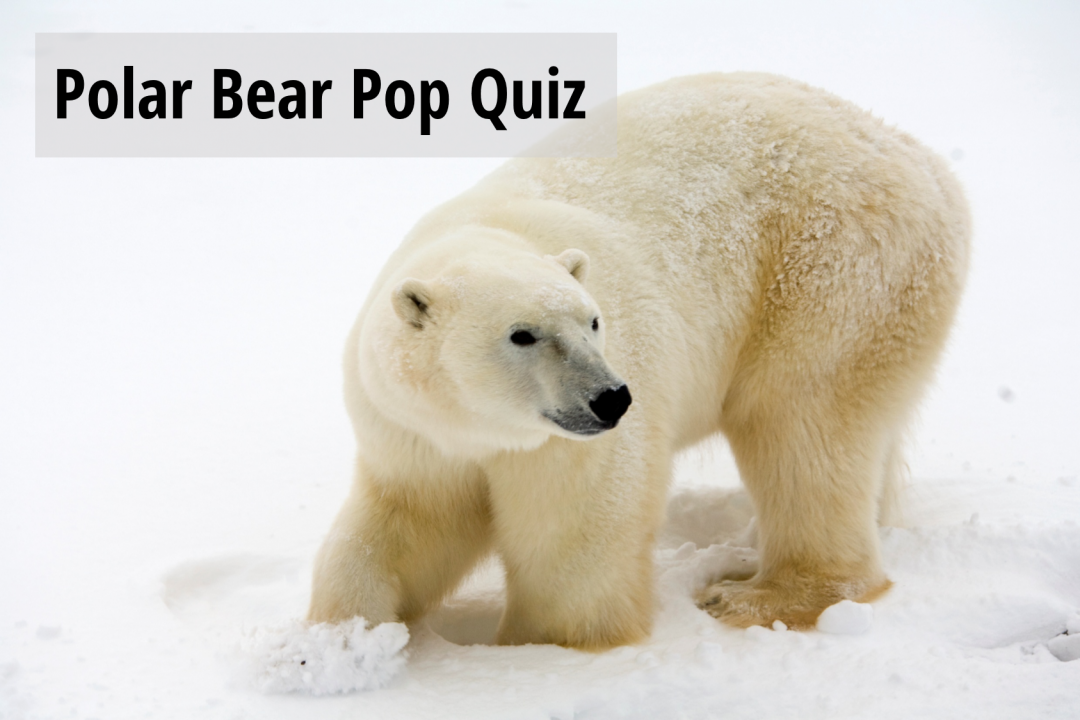 Polar Bear Pop Quiz | Good Nature Travel Blog
