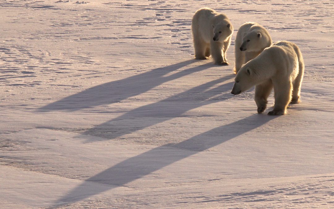 Footprints: A Polar Bear Guide’s Story