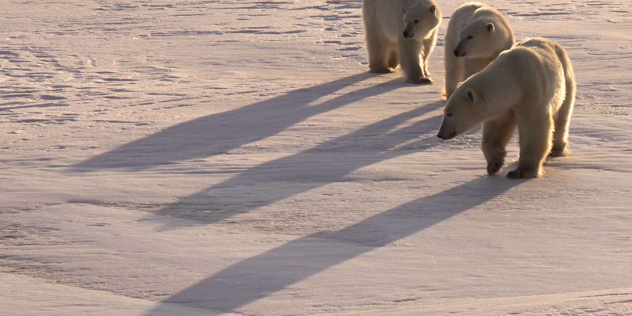 Footprints: A Polar Bear Guide’s Story