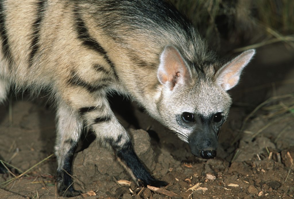 Aardwolf (Proteles cristatus) Good Nature Travel Blog
