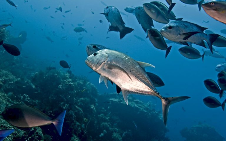 Komodo Reef with Giant Trevally Fish