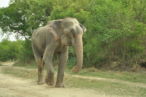 Video: Elephant Cries Tears of Joy after Being Rescued