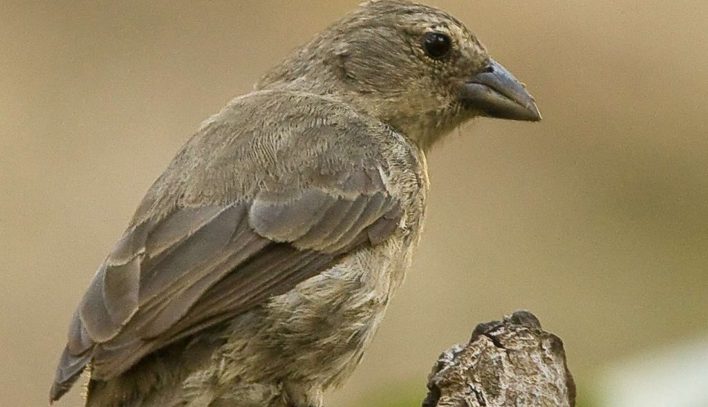 Camarhynchus_heliobates2 Good Nature Travel Blog