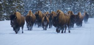 Yellowstone National Park bison herd