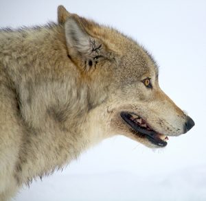 Gray wolf profile