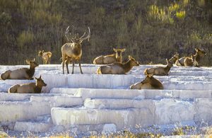Elk at Mammoth Hot Springs