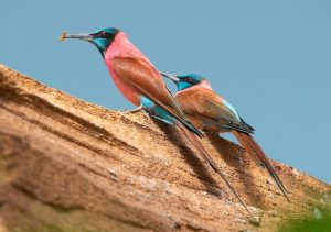 norther carmen bee eaters