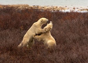 Polar bears playing