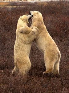 Polar bears standing and play-fighting