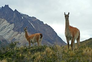 Guanacos on walk