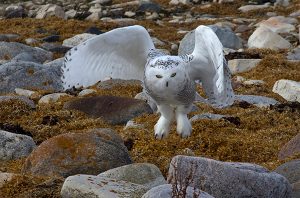 Snowy owl in Churchill
