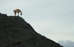 Guanaco on mountaintop