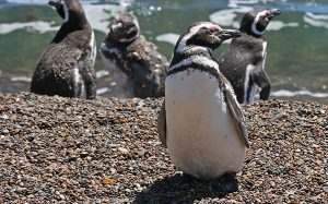 Magellanic penguins