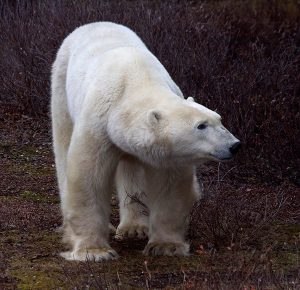 Walking polar bear