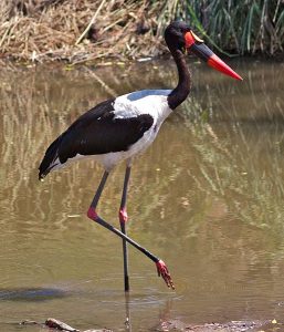 saddle billed stork kruger national park