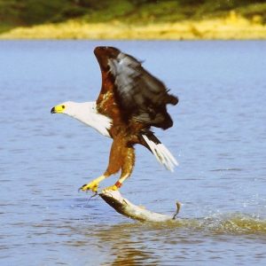 African Fish Eagle catching a large fish.