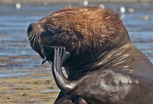 Southern sea lion