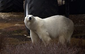 Polar bear and big tire