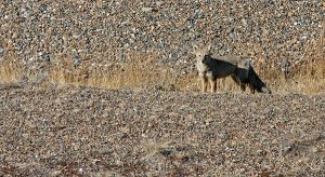 gray fox in Patagonia