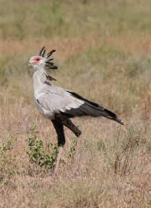 Secretary Bird Serengeti National Park Tanzania