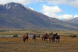Horses in Patagonia