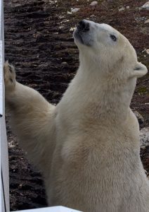 Close-up of standing polar bear
