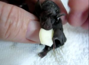 Baby bat
