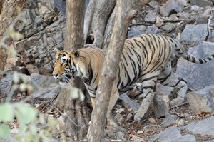 Tiger walking