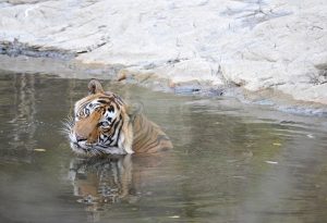 Tiger in water