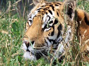 Tiger face in the grass