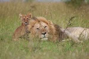 lion cub with his dad