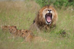 male lion yawning