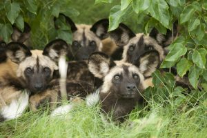 wild dogs huddled together in the trees in the okavango delta botswana