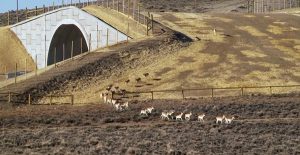 Pronghorn overpass
