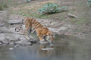 Tiger drinking water