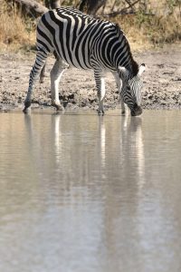 Zebra drinking