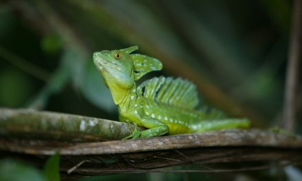 WWF Report: 52 Percent of the World’s Biodiversity Is Gone