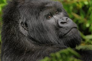Mountain gorilla face