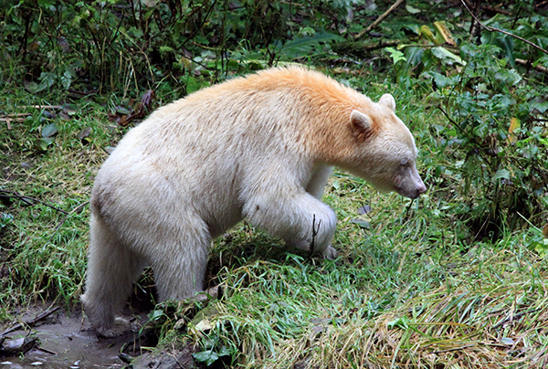 The Kitasoo Xaixais people, who have lived with spirit bears for thousands of years, say that Raven made one in every ten black bears white to remind the people of a time when glaciers covered the land and how thankful people should be for the lush and bountiful land of today. ©Candice Gaukel Andrews