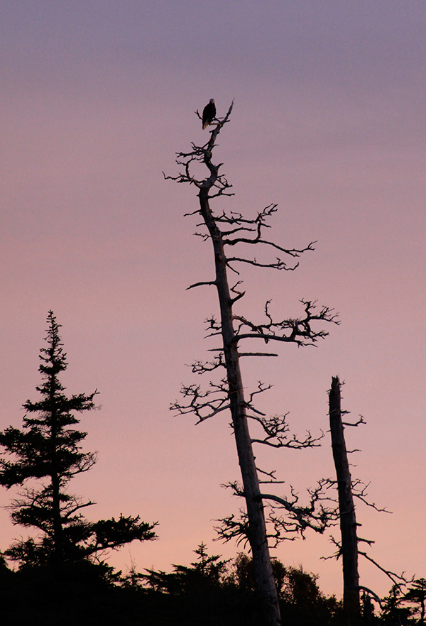 Two decades ago, almost every valley of the Great Bear Rainforest was slated for clear-cut logging. ©Candice Gaukel Andrews
