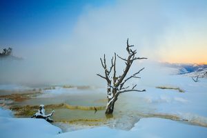 Yellowstone tree