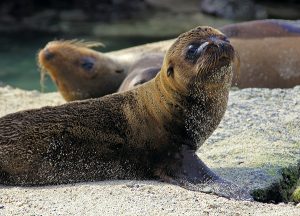 seal