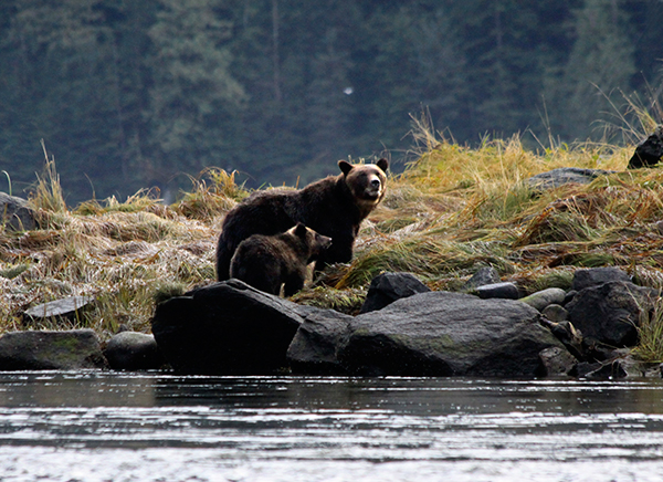 Icons of the wilderness, grizzly bears have one of the lowest reproductive rate of any North American mammal. If optimum conditions exist, breeding females will produce only one to three cubs at two- to three-year intervals. One-third of all litters die before the end of their first year, and at least 70 percent of all young die before reproducing. ©Candice Gaukel Andrews