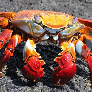 Sally Lightfoot crab