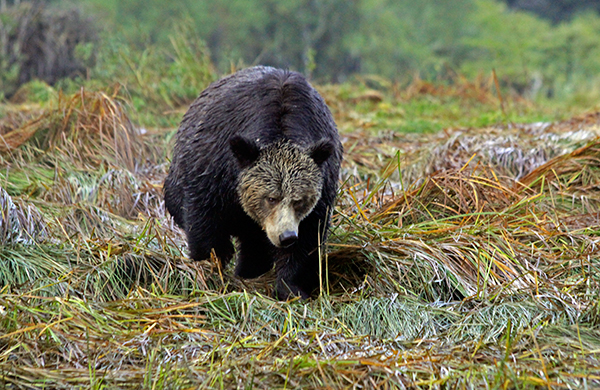 The hump on the grizzly bear’s back that distinguishes it from a black bear is a thick wad of muscle that gives this bears a powerful digging ability. ©Candice Gaukel Andrews
