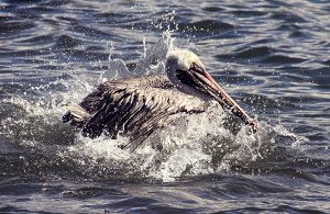 Brown pelican
